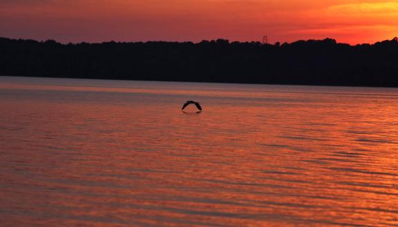 Located just north of Durham, Falls Lake is an easy trip for those looking to get out and enjoy nature. Photo by Joni Harris.