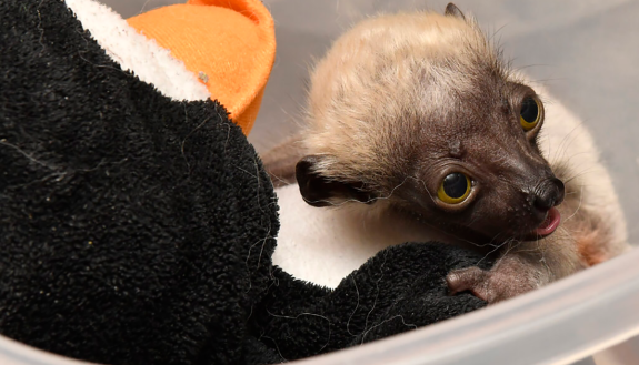 Felix nestles into a stuffed penguin during a routine weighing and wellness exam by DLC veterinarians. Photo taken on January 8, 2021 by David Haring. 