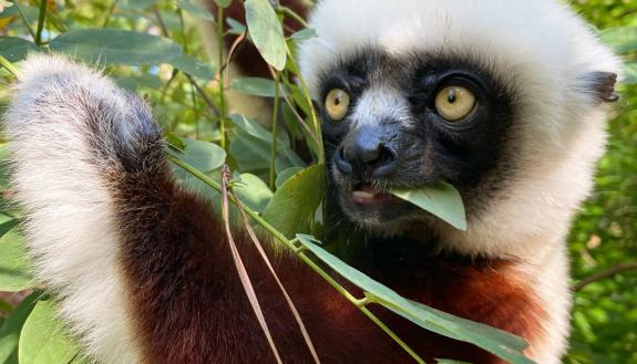 Ferdinand the leaf-eating lemur