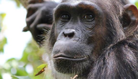 Flirt, a young female chimpanzee, left her brothers and other relatives behind when she reached puberty to reproduce in a new group. A study finds that chimps can tell genetically similar mates from more distant ones, even among unfamiliar partners. 