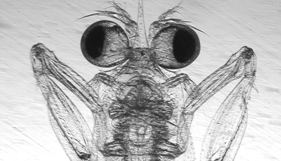 Tiny and transparent mantis shrimp larvae provide insights into the mechanisms behind ultra-fast movements. Researchers can see muscles contract to slightly deform the exoskeleton and lock the arm in striking position. (Jacob Harrison)