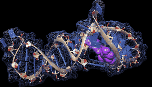 A snippet of genetic material from SARS-CoV-2, the virus that causes COVID-19. Researchers are working on new ways to cure infections, using molecules (purple) that bind to folds in the virus’s RNA genome. Credit: Martina Zafferani, Duke University