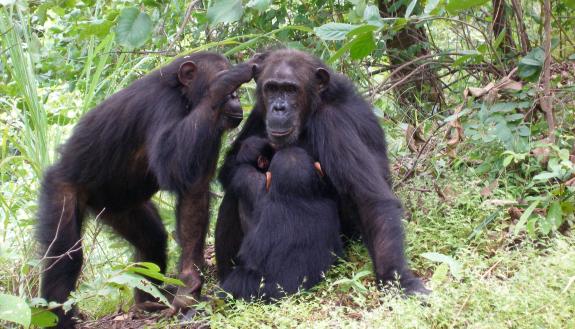 Gaia the chimpanzee grooms with her mom Gremlin at Gombe National Park. A study finds that female chimps with high-ranking moms are less likely to leave home, instead reproducing in the group where they grew up. Photo by Emily Wroblewski