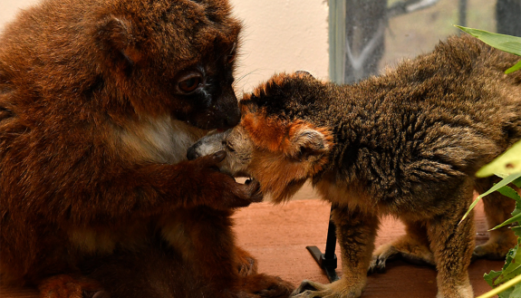 Geb and Cheyenne, the love lemurs