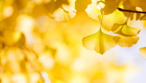 The Whispering Leaves of the Hiroshima Ginkgo Trees 