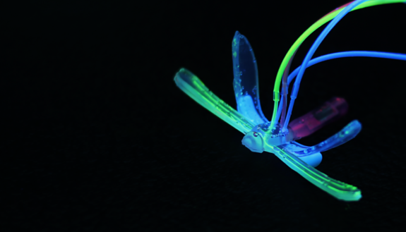 With the ability to sense changes in pH, temperature and oil, this completely soft robot dubbed 'DraBot' could be the prototype for future environmental sentinels