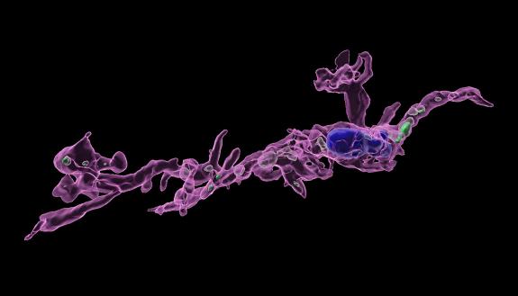 A microglia (in magenta) from a male mouse born to a mom on a high-fat diet, which sequesters more brain serotonin (in green) than males with mom’s eating a typical lab diet. (Bilbo Lab)