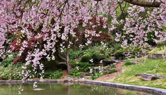 Duke Libraries specialist Will Hanley captured this shot of the cherry blossoms blooming in spring in Duke Gardens. Photo courtesy of Will Hanley.