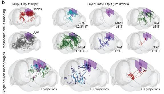 3D representations show some brain-wide primary motor cortex input–output patterns at population and single cell resolution. At the bottom, individual projection neurons were fully reconstructed following high-resolution whole-brain imaging. 