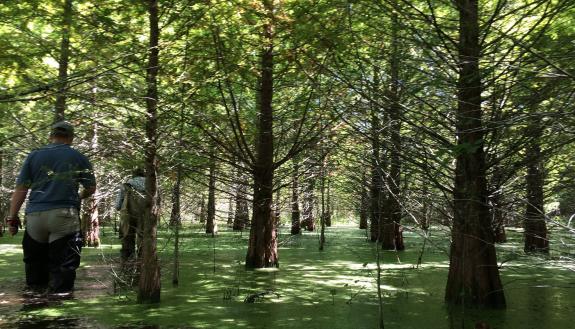 Cypress swamp, eastern North Carolina. Photo by Steve Anderson, Duke