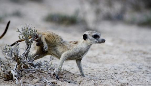 A meerkat wipes his scent on a shrub in South Africa’s Kalahari Desert, like a chemical “keep out” notice. Meerkats identify group members and potential mates with help from odor-producing bacteria that lurk in their hindquarters. Photo by Lydia Greene.