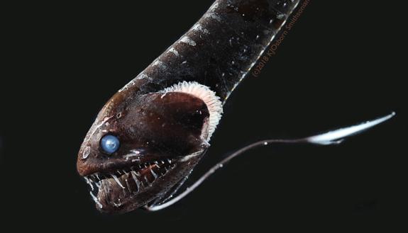 This deep-sea dragonfish has ultra-black skin capable of absorbing the bioluminescent light that might blow its cover. Photo by Karen Osborn, Smithsonian National Museum of Natural History.
