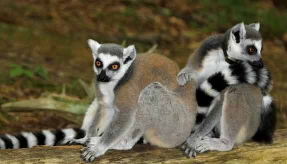 Best buddies Fern and Alena at the Duke Lemur Center in Durham, North Carolina. Photo by Ipek Kulahci.