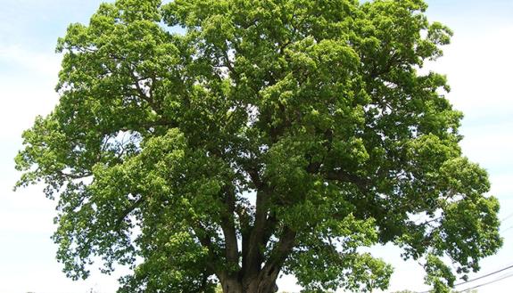 Keeler Oak Tree