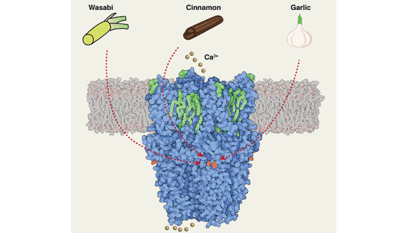 This tiny sensor, TRPA1, may be found anywhere in the skin or epithelium lining the mouth, nose and throat. It’s sensitive to an array of chemical irritants including tear gas and wasabi. Credit: Yang Suo, Duke University