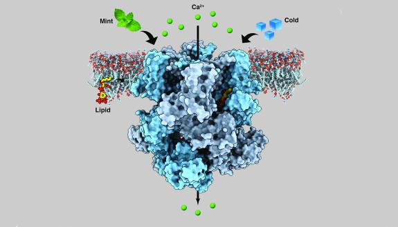 An ion channel in human nerve cells called the transient receptor potential melastatin member 8 (TRPM8) senses both coldness and menthol, transmitting cooling sensations by releasing calcium (green spheres). Image: Ying Yin 