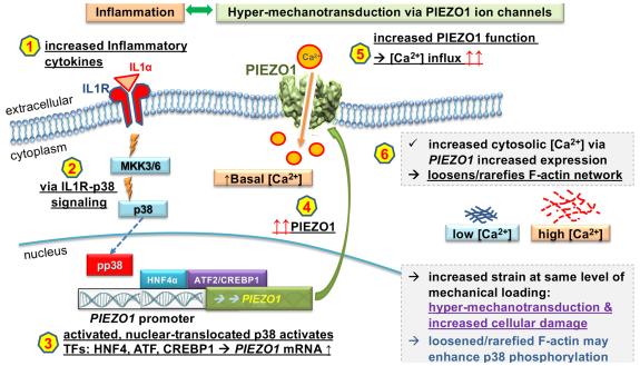 A graphical abstract of the PNAS paper.