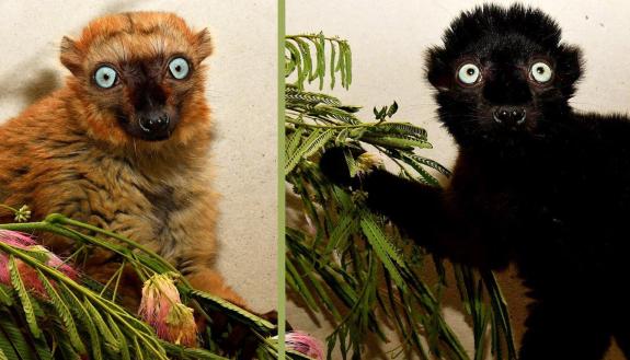 Mangamaso and Velona were born at Parc Ivoloina, a nonprofit nature center in eastern Madagascar. The Duke Lemur Center and Parc Ivoloina, managed by the Madagascar Fauna and Flora Group, have been partners since 1987. Photo by David Haring.