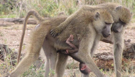 Born to rule and rarely challenged, alpha female baboons have lower levels of stress hormones than their dominant male counterparts or other females. Photo by Matthew Zipple, Duke University.