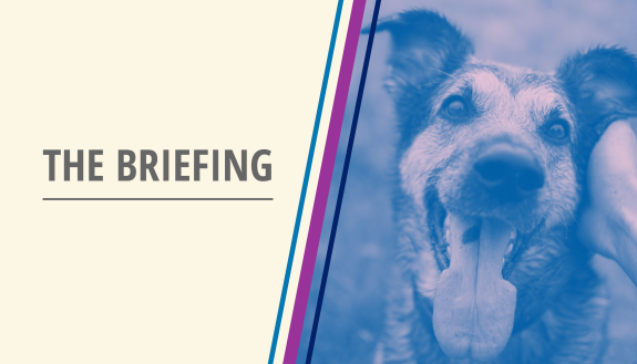briefing graphic with a happy dog