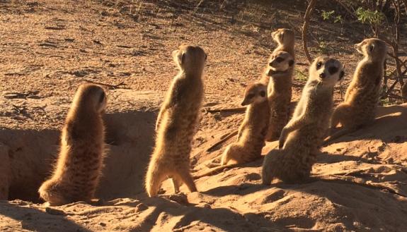 Meerkats at the Kuruman River Reserve in Northern Cape, South Africa. Photo by Jenny Tung.