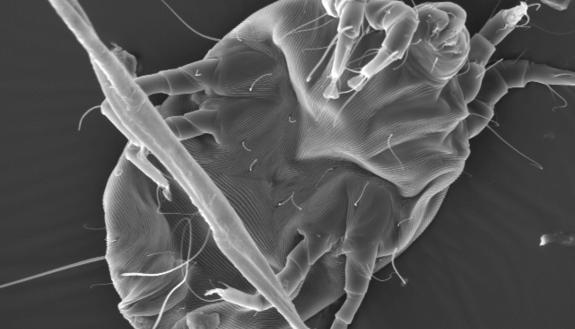 Only about two dozen of the thousands of proteins making up a dust mite actually trigger allergic reactions. A new technique shows that these sniffle-making proteins share a combination of stability and abundance. Credit: Holly Leddy, Duke University 