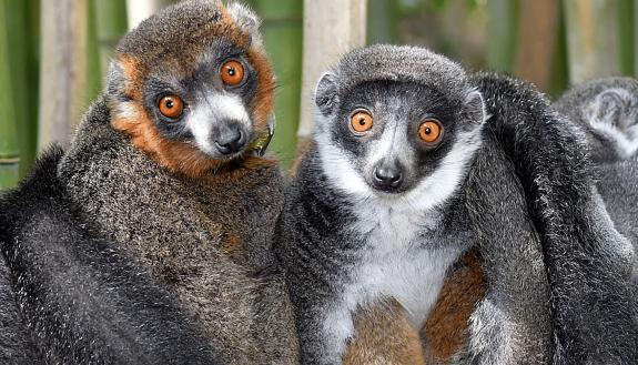 Mongoose lemur mates huddle at the Duke Lemur Center. These distant primate cousins of humans are among the few mammal species in which male-female partners stick together year after year. Photo: David Haring.