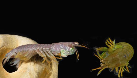 In a mantis shrimp sparring match, opponents compete to capture or hold onto shelter. Photo by Roy Caldwell, University of California, Berkeley