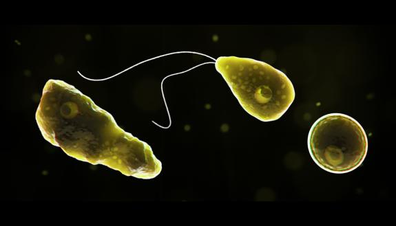 brain-eating amoeba