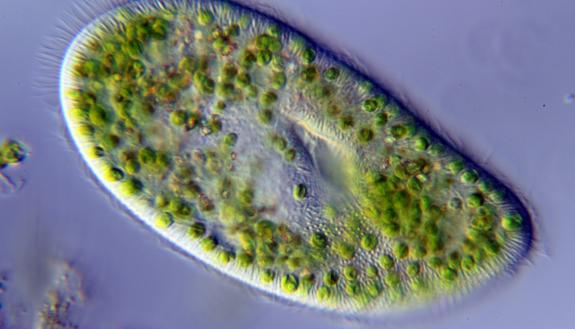 No wider than a strand of hair, unicellular protists like this Paramecium bursaria could keep greenhouse gases out of the atmosphere by gobbling up bacteria that emit CO2, researchers say. Credit: Anatoly Mikhaltsov, Wikimedia Commons