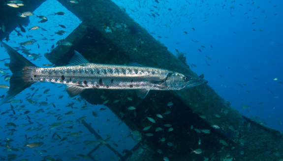 Large predator fish at artifical reef. Photo2_Credit-J-McCord-CSI-1.png