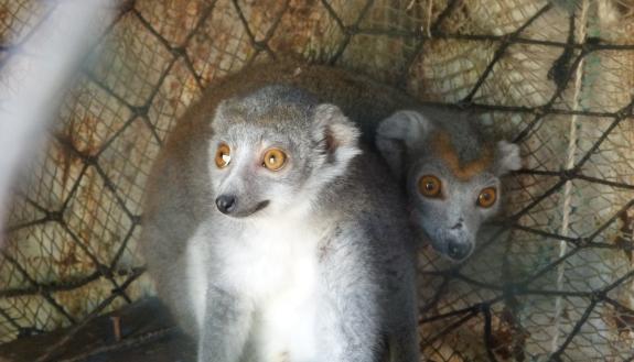 A new study of Twitter activity shows that viral images of seemingly cuddly endangered animals can have a dark side too -- by fueling demand for them as pets. Photo courtesy of Pet Lemur Survey.