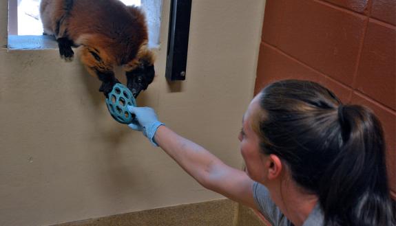 Kate Byrnes passes a rubber ball to Minias, a red-ruffed lemur. Photo by Jonathan Black.