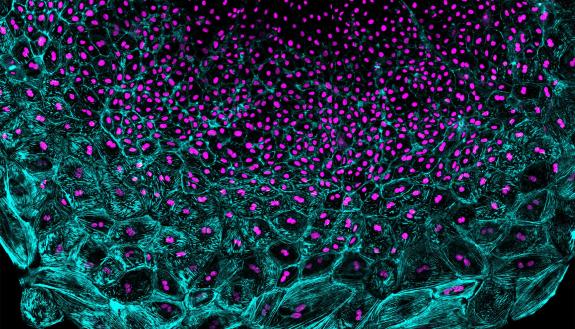 Cells covering the heart regenerate in a wave led by large cells containing multiple nuclei per cell (magenta). These cells are under more mechanical tension (aqua streaks) than trailing cells which divide to produce cells with one nucleus each.