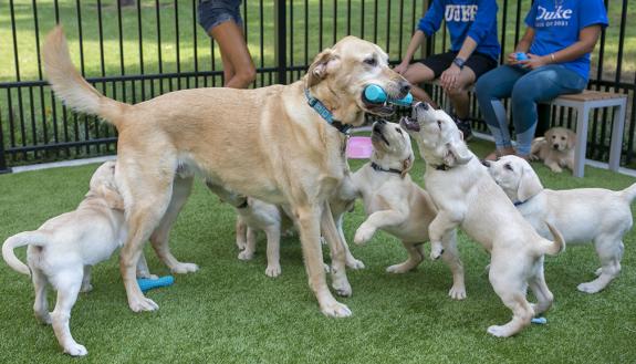 Congo romps with six of the seven puppies currently enrolled in Duke’s Puppy Kindergarten. Researchers and volunteers at Duke will be trying to give the puppies a head start to  help more of them become Canine Companions for Independence assistance dogs.