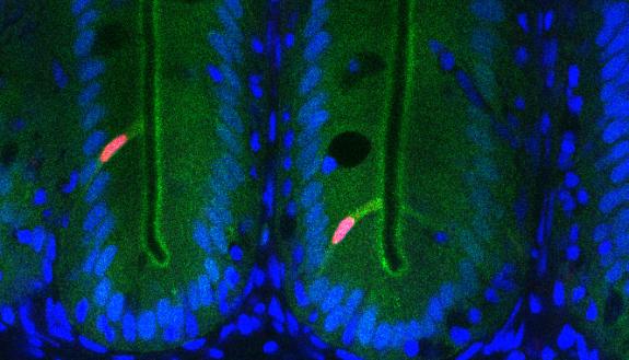 Fluorescence of the zebrafish intestine reveals activity of ancient genetic regulatory elements. Nuclei of epithelial cells lining the intestine are shown in blue, and cells that have activated a regulatory element are green.  Photo credit: Colin Lickwar