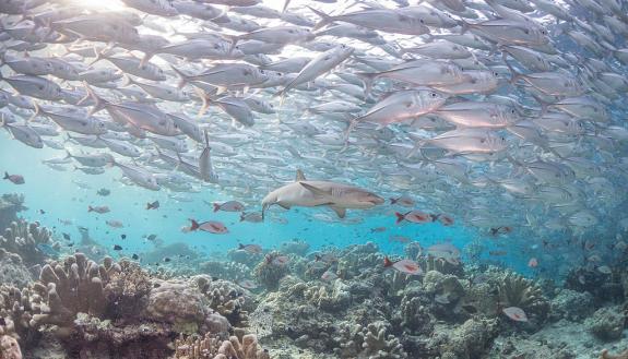 shark and jackfish on a reef