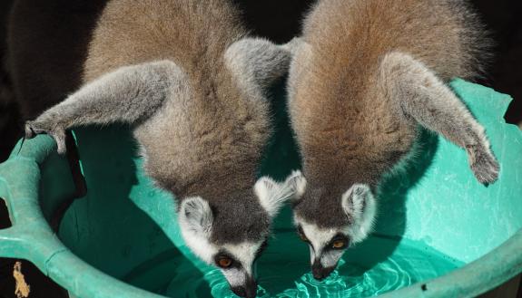 Bacterial genes for antibiotic resistance have been found in the guts of captive and wild lemurs in Madagascar and the U.S. The closer the animals’ contact with humans, the more resistant bacteria they harbored. (Sally Bornbusch)