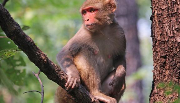 We never forget our torments. Even our DNA has a molecular memory of being bullied, finds a new study of rhesus monkeys.