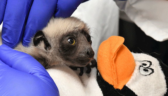 Lemur Baby Marie gets a wellness checkup