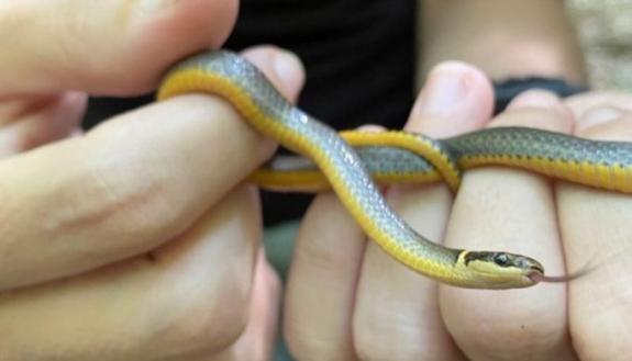 snakes in duke forest