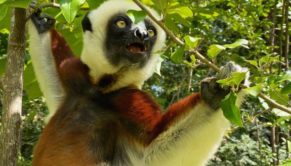 A grazing Coquerel's Sifaka contemplates the next tasty leaf in the Duke Lemur Center's natural habitat enclosure. (Lydia Greene)