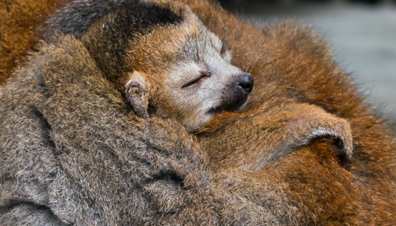 Baby Siwa with. mom at the Lemur Center