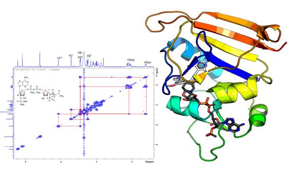 graphic of a antibacterial enzyme