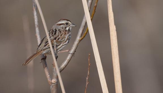 Male song sparrows memorize a 30-minute playlist of their recently belted tunes and use that information to curate both their current playlist and the next one. (Andy Reago and Chrissy McClarren, via Wikimedia Commons)