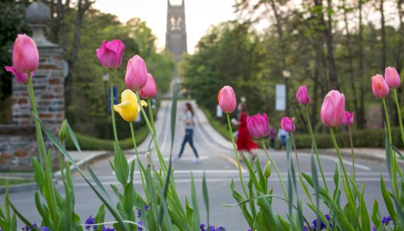 Tulips in front of Duke Chapel.