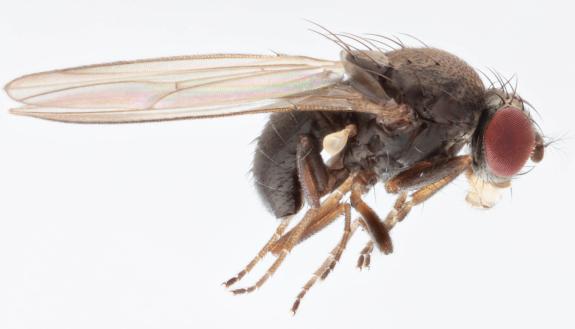First spotted in the U.S. in the early 1980s, a sexually confused fruit fly called Drosophila subobscura may have contributed to a collapse in native fruit flies through misdirected mating attempts. Photo by Malcolm Storey, www.bioimages.org.uk.