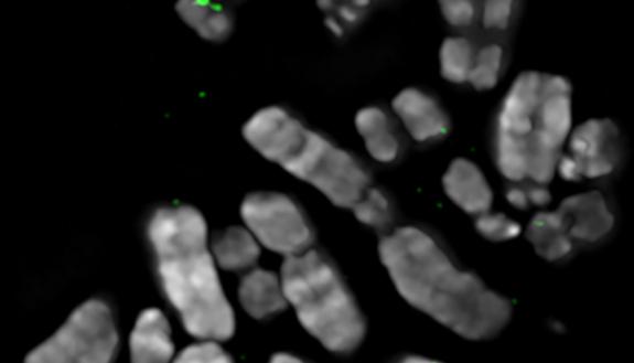 A set of human chromosomes with the “primary” and “backup” sites for centromere assembly on chromosome 17 painted in red and green, respectively.  Credit: Beth Sullivan, Duke University