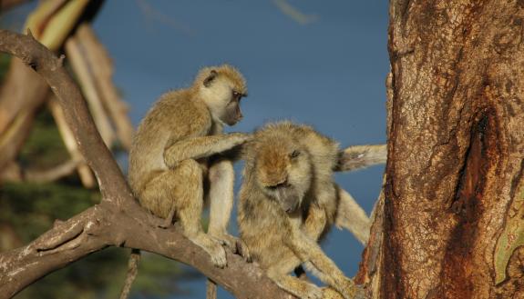 Grooming is a baboon’s way of bonding. A 35-year study of more than 540 wild baboons in Kenya links strong social bonds to better chances of survival. Photo by Susan Alberts, Duke University.