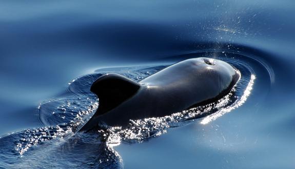 A toothed whale clears its blowhole. Photo by Friedrich Frühling